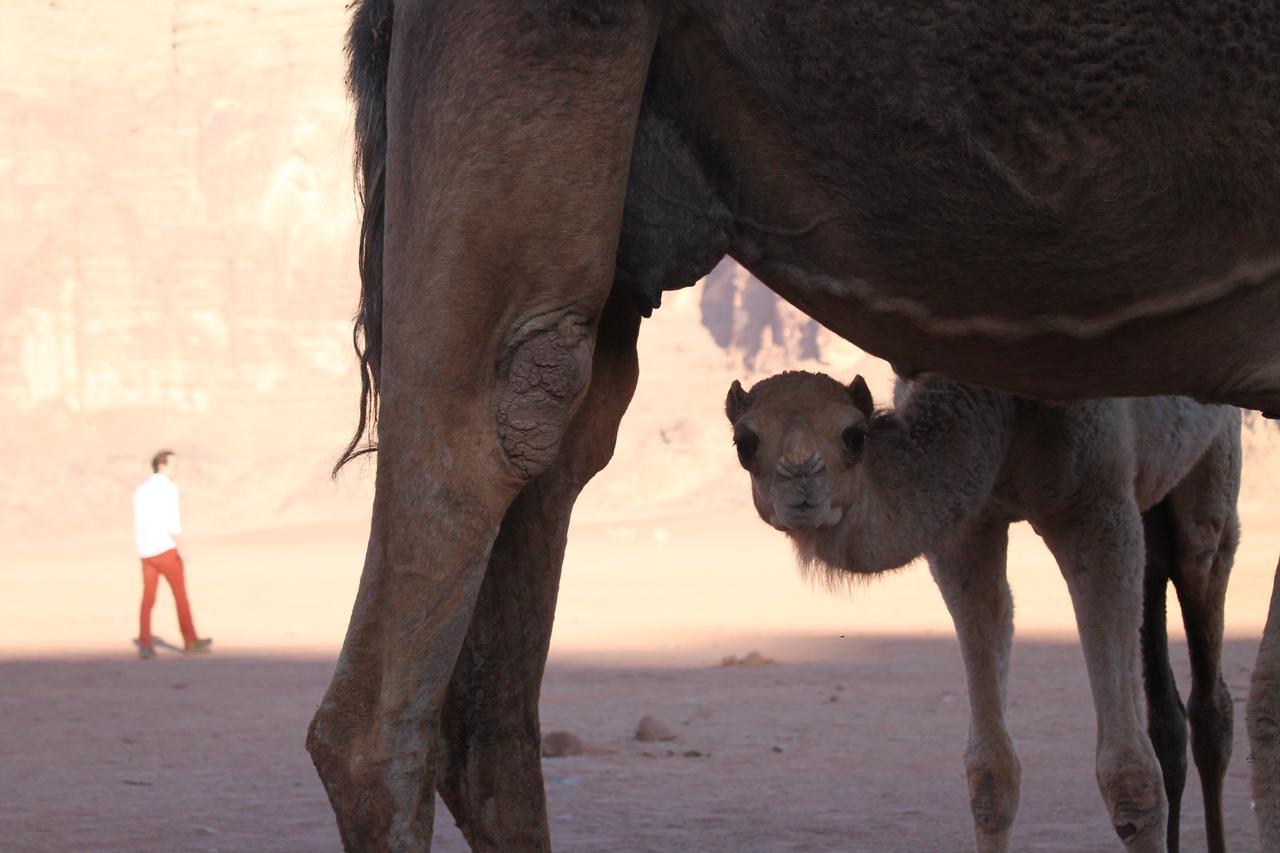 Wadi Rum Protected Area Camp Esterno foto